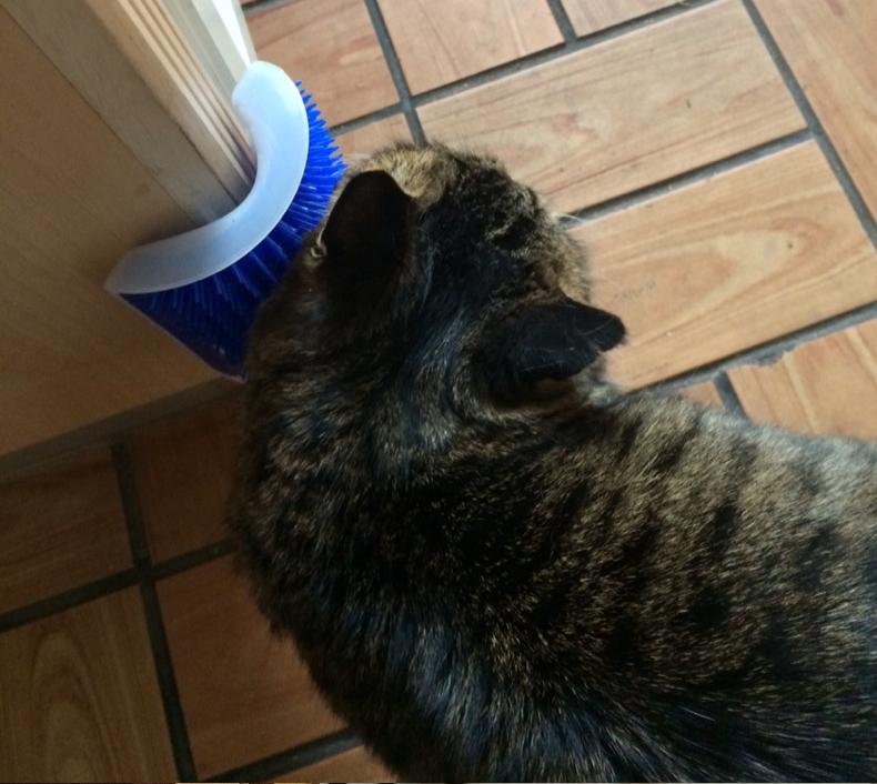 Cat Self-Grooming Brush with Catnip - Wall-Mounted Massage & Shedding Tool