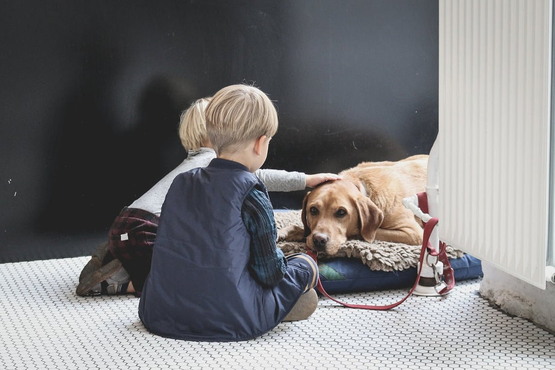Efficient Grooming for Every Family: How the SPORTSMAN Trimmer Supports Household Harmony with Children Pets and Stylish Furniture - Shello's Creative Boutique