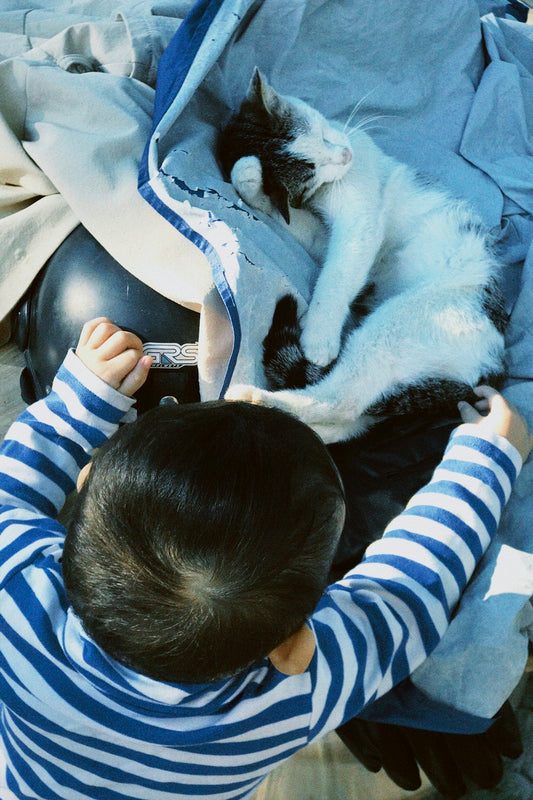 A little boy playing with a cat under a blanket