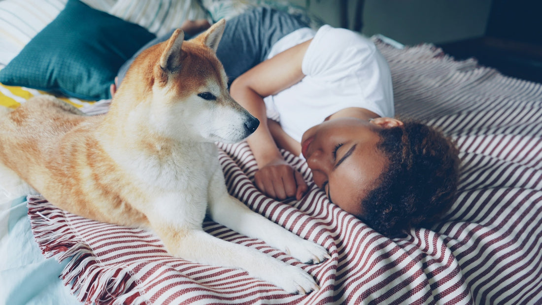 A dog naps beside a sleeping person