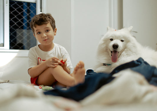A young boy sits next to a happy samoyed dog