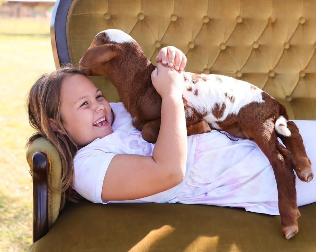 Ultimate Family Privacy and UV Protection with SEAMETAL Car Sun Shade: A Must-Have for Families with Children Pets and Furniture - Shello's Creative Boutique