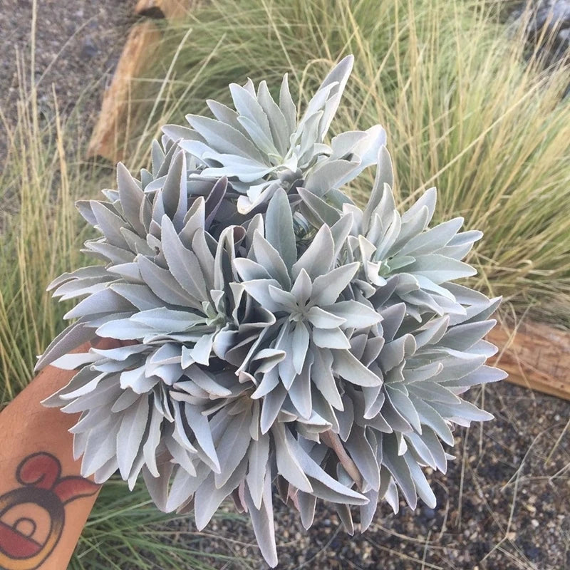 Natural California White Sage Powder 50g - Pure Loose Leaf Smudging