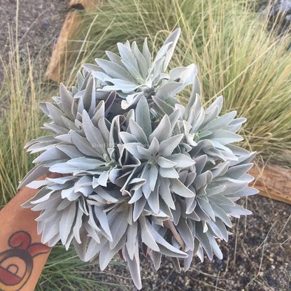 Natural California White Sage Powder 50g - Pure Loose Leaf Smudging